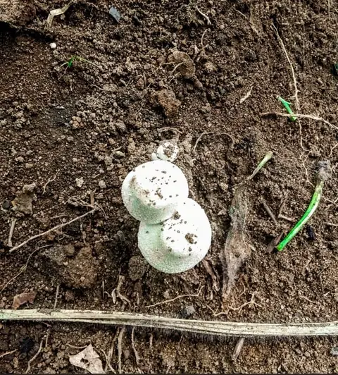 Kurzaweczka korzeniasta (Lycoperdon radicatum)