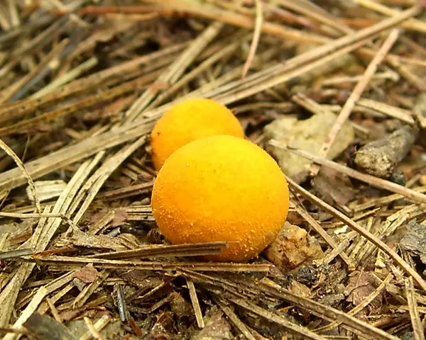 Kurzawka barwna (Bovista colorata)