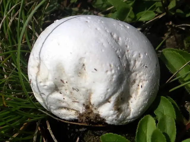 Kurzawka czerniejąca (Bovista nigrescens)