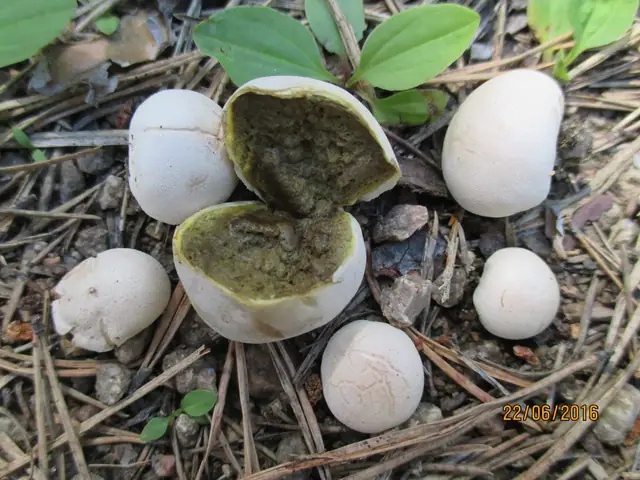 Kurzawka drobniutka (Bovista pusilla)