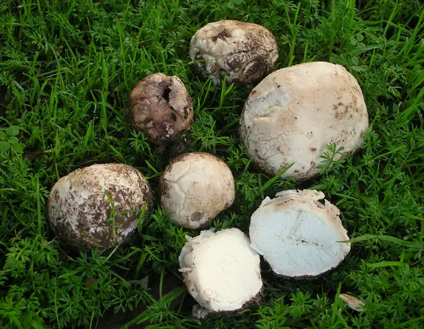 Kurzawka ołowiana (Bovista plumbea)