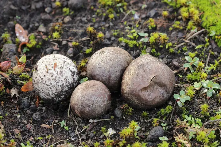 Kurzawka omszona (Bovista tomentosa)