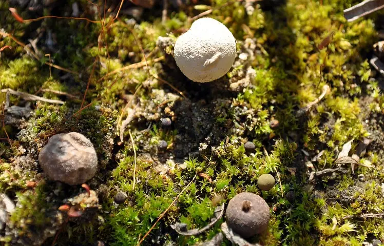 Kurzawka oścista (Bovista limosa)