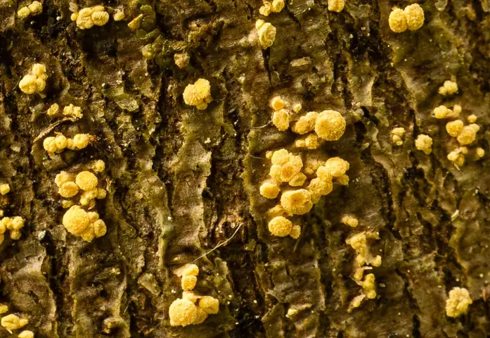 Kustrzebianka grabowa (Pezicula carpinea)