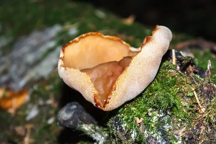 Kustrzebka brunatna (Peziza badia)