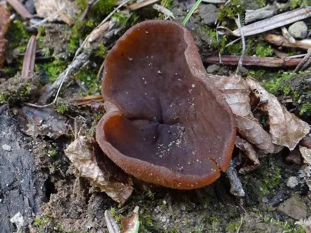 Kustrzebka brunatna (Peziza badia)