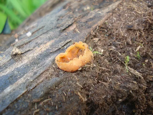 Kustrzebka drobnotrzonowa (Peziza micropus)