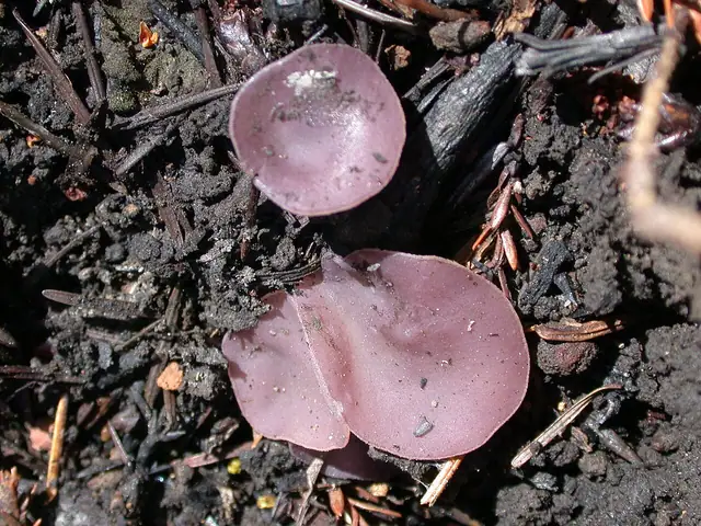 Kustrzebka fioletowawa (Peziza violacea)