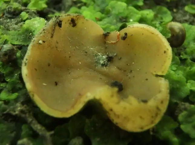 Kustrzebka nibyfioletowawa (Peziza pseudoviolacea)