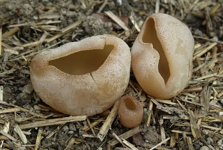 Kustrzebka pęcherzykowata (Peziza vesiculosa)