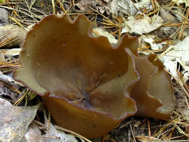 Kustrzebka wiosenna (Peziza phyllogena)