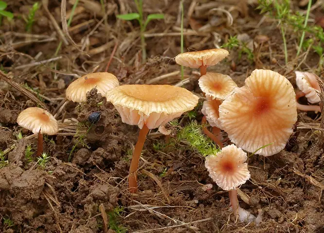 Lakówka drobna (Laccaria tortilis)