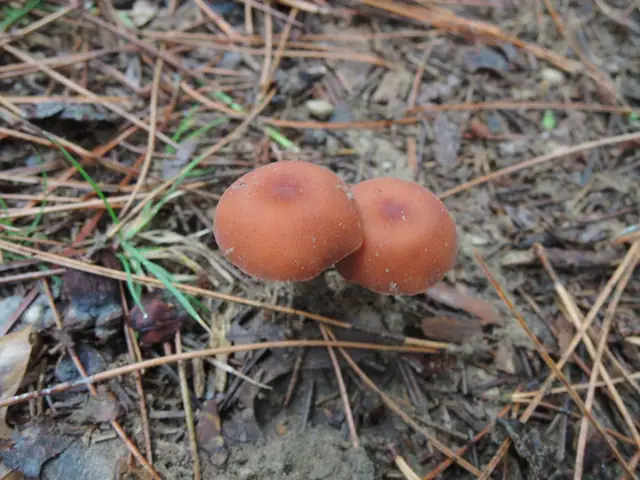 Lakówka nadmorska (Laccaria maritima)