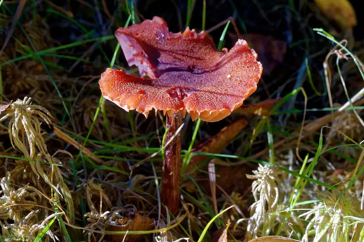 Lakówka purpurowobrązowa (Laccaria purpureobadia)