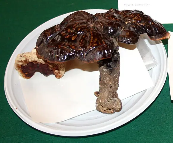 Lakownica brązowoczarna (Ganoderma carnosum)