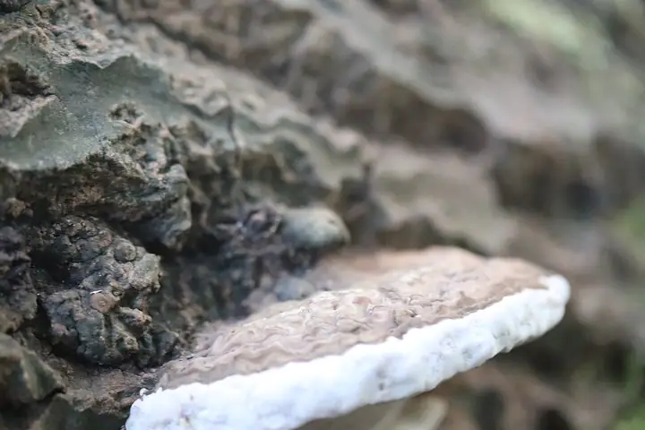 Lakownica europejska (Ganoderma adspersum)