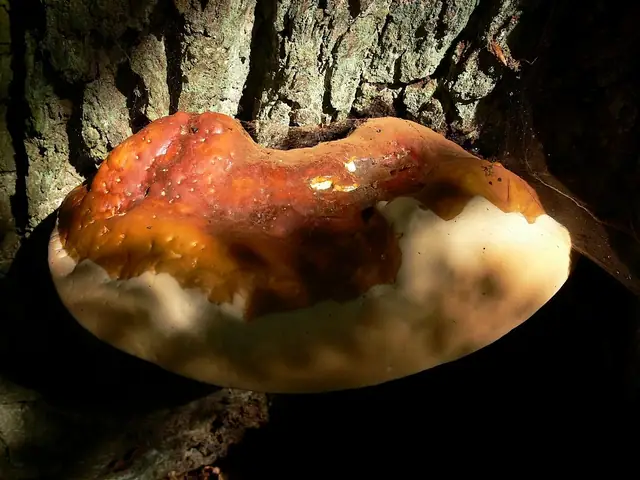 Lakownica jasnomiąższowa (Ganoderma resinaceum)