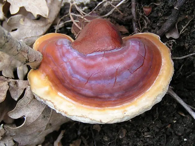 Lakownica żółtawa (Ganoderma lucidum)