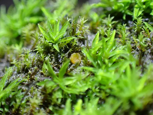 Lamprospora crouanii