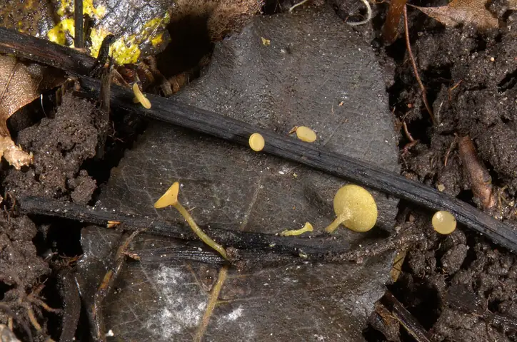 Lanzia luteovirescens
