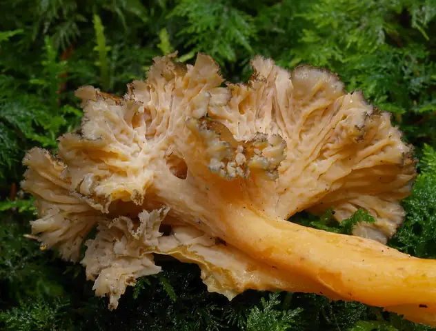Lejkowiec brzoskwiniowonny (Craterellus lutescens)