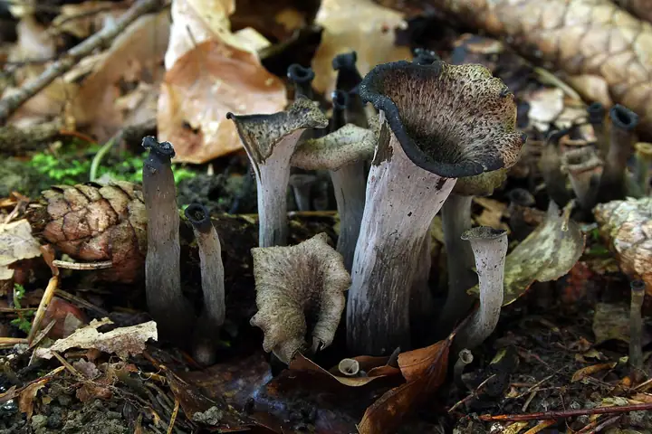 Lejkowiec dęty (Craterellus cornucopioides)