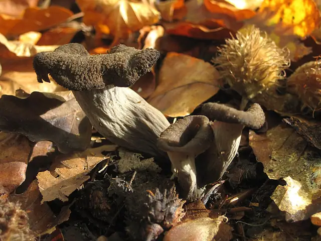 Lejkowiec dęty (Craterellus cornucopioides)