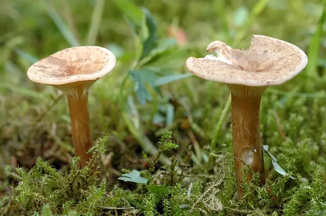 Lejkówka alpejska (Clitocybe bresadolana)