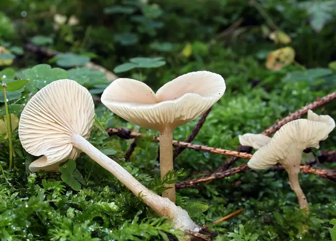 Lejkówka dusząca (Clitocybe fragrans)