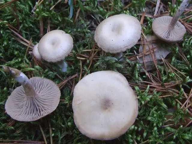 Lejkówka dwubarwna (Clitocybe metachroa)