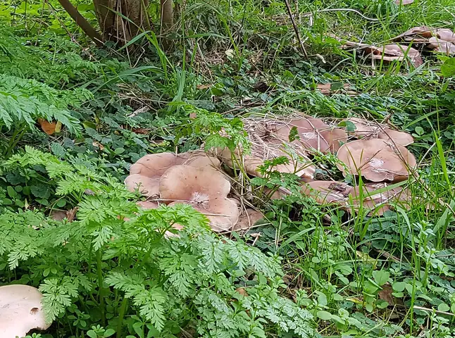 Lejkówka gorzkawa (Clitocybe amarescens)