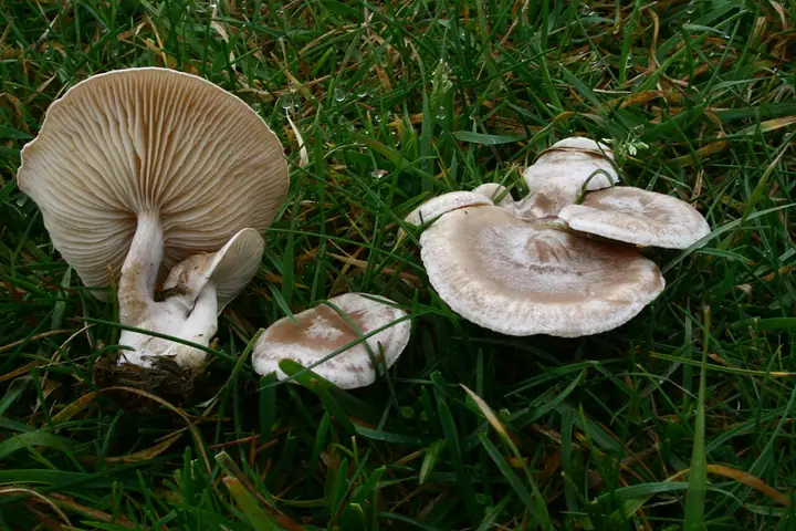 Lejkówka jadowita (Clitocybe rivulosa)
