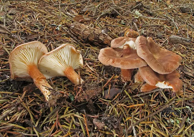 Lejkówka łuseczkowata (Clitocybe squamulosa)
