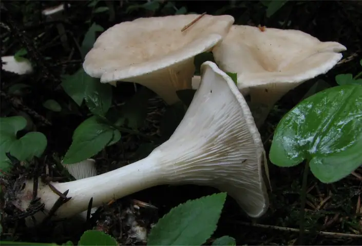 Lejkówka miseczkowata (Clitocybe catinus)