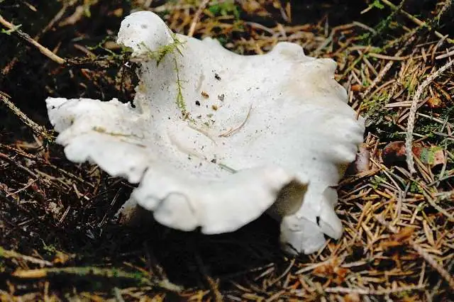Lejkówka niepozorna (Clitocybe inornata)