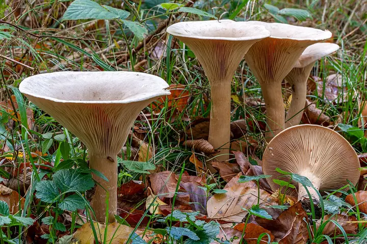 Lejkówka okazała (Infundibulicybe geotropa)