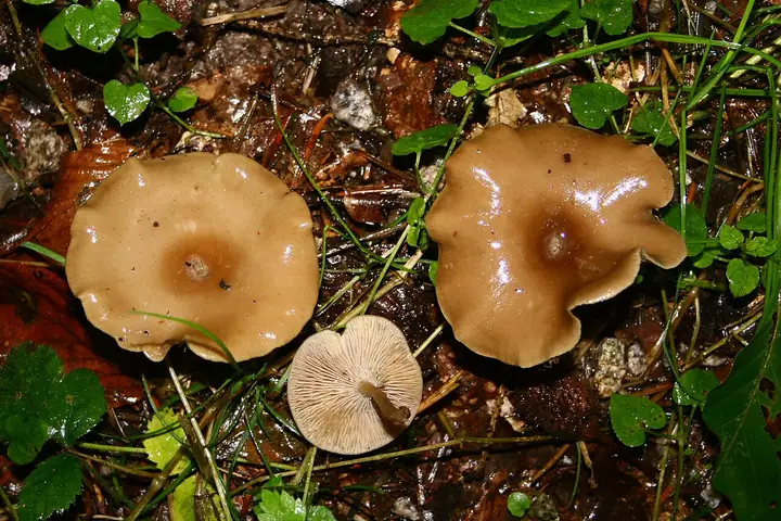 Lejkówka pępkowata (Clitocybe umbilicata)