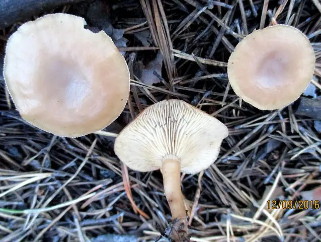 Lejkówka rowkowana (Clitocybe vibecina)