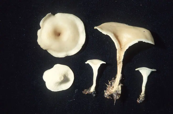 Lejkówka rzodkiewkowata (Clitocybe hydrogramma)