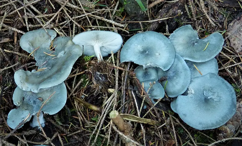 Lejkówka zielonawa (Clitocybe odora)