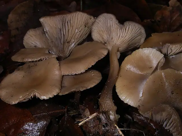 Lejkówka zimowa (Clitocybe brumalis)