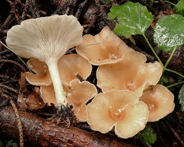 Lejkówka żółtobrązowa (Clitocybe gibba)
