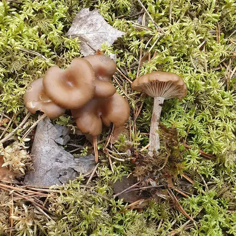 Lejkówka żółtozarodnikowa (Clitocybe strigosa)