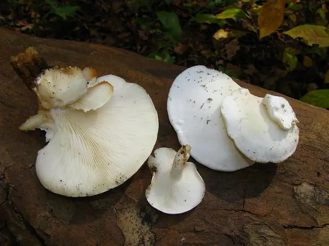 Lejkownica nadrzewna (Ossicaulis lignatilis)