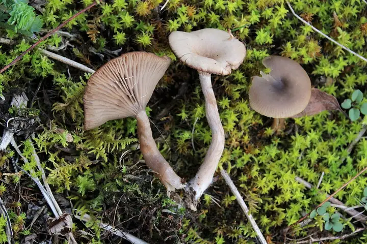 Lejkownik bezwonny (Pseudoclitocybe expallens)