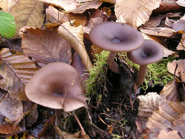Lejkownik kubkowatokapeluszowy (Pseudoclitocybe cyathiformis)