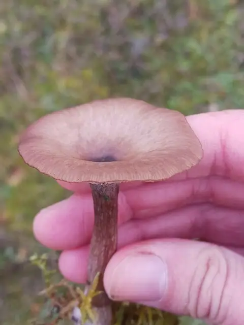 Lejkownik pępówkowaty (Pseudoclitocybe obbata)