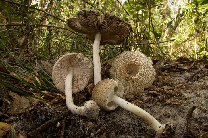 Lepiota cortinarius