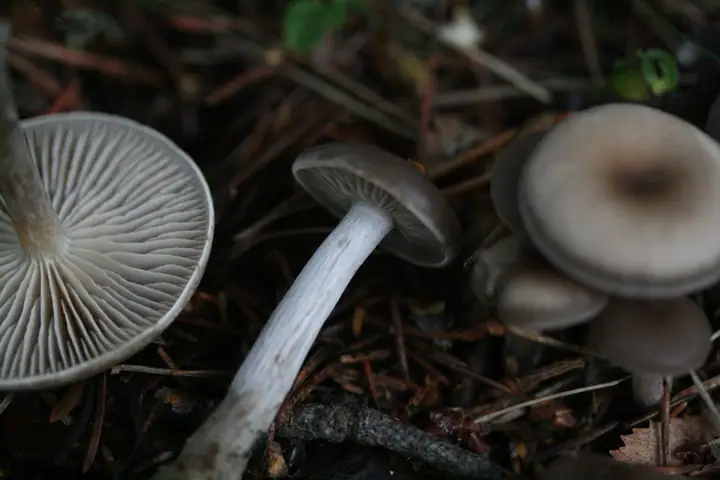 Lepista metachroides