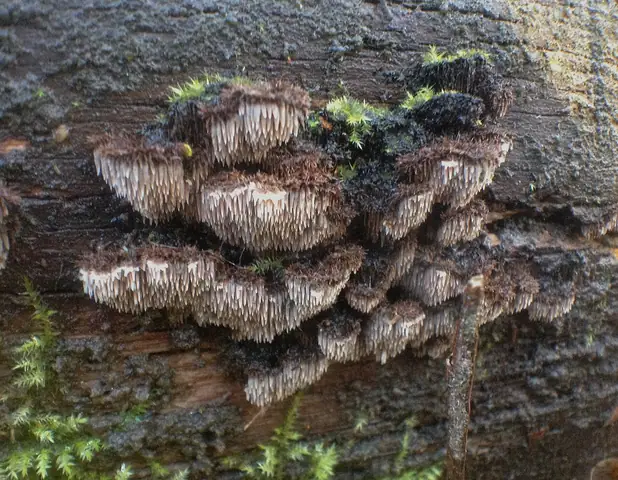 Lepkoząb brązowy (Gloiodon strigosus)